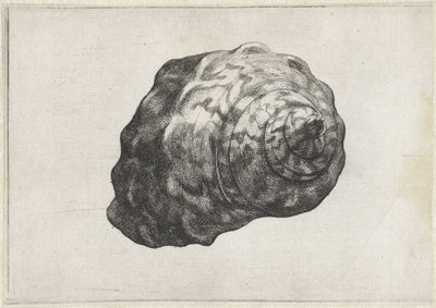 Schnecke, Turbo Sarmaticus von Wenceslaus Hollar