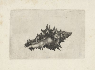 Schnecke, vasum ceramicum von Wenceslaus Hollar
