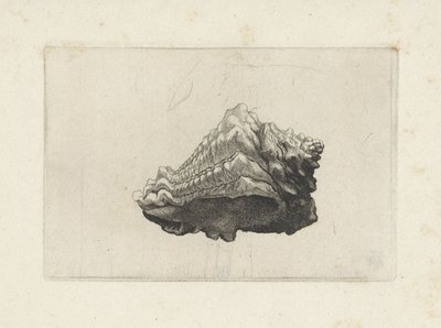 Schelp, vasum muricatum born von Wenceslaus Hollar