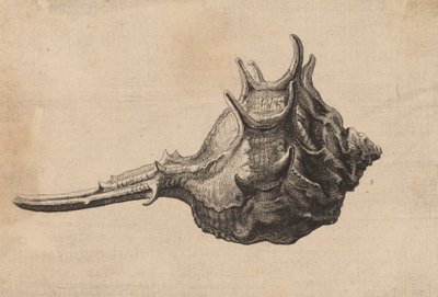 Schneckenhaus Murex brandaris, ca. 1645 von Wenceslaus Hollar