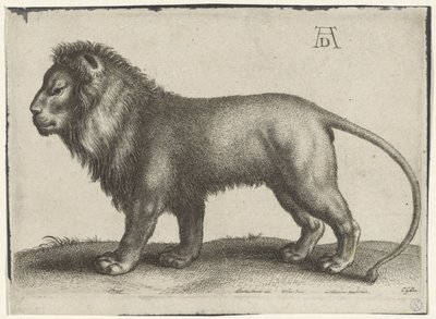 Stehender Löwe von Wenceslaus Hollar