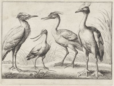 Vier Watvögel von Wenceslaus Hollar