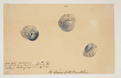 WD 961 f.20 von William Alexander
