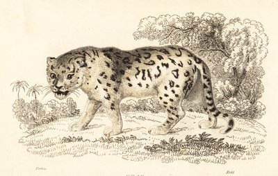 Jaguar, Panthera onca von William Alexander Forbes