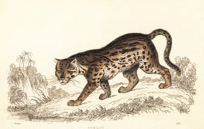 Ozelot, Leopardus pardalis von William Alexander Forbes