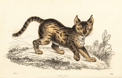 Serval, Leptailurus serval, 1834 von William Alexander Forbes