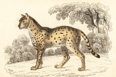 Serval, Leptailurus serval, 1834 (Gravur) von William Alexander Forbes