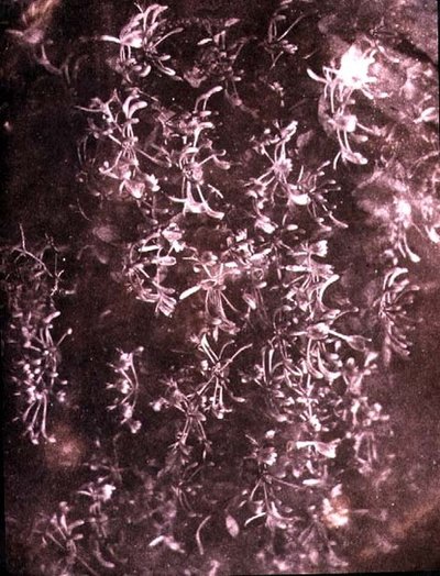 Geißblatt, Juni 1840 von William Henry Fox Talbot