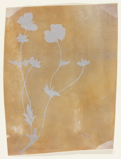 Stängel von Blättern und Blumen von William Henry Fox Talbot