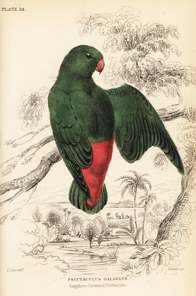 Blaukronen-Hängepapagei, Loriculus galgulus von William Home Lizars