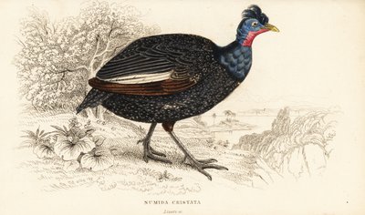 Schopfperlhuhn, Guttera pucherani von William Home Lizars