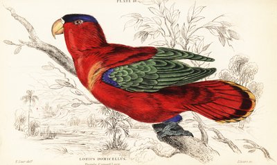 Purpurnacken-Lori, Lorius domicella von William Home Lizars