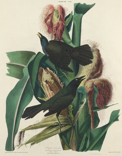Purpurgrackel, 1827 von William Home Lizars