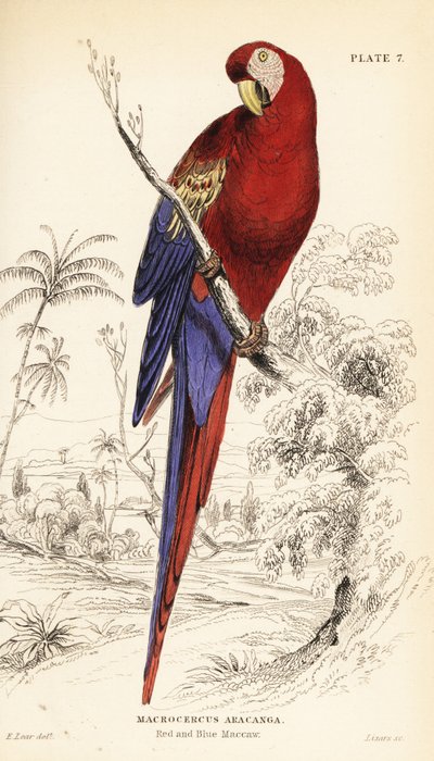 Roter Ara, Ara macao von William Home Lizars