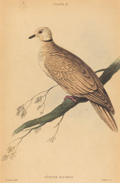 Turtur Risorius von William Home Lizars