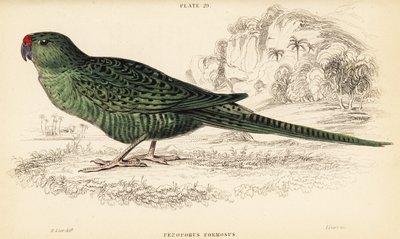 Westlicher Bodensittich, Pezoporus flaviventris von William Home Lizars