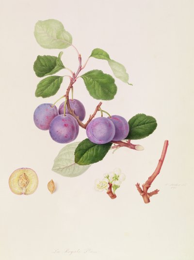La Royale Plum, 1815 von William Hooker