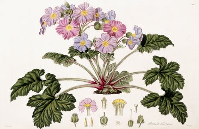 Primula Sinensis, 1821-1826 von William Hooker