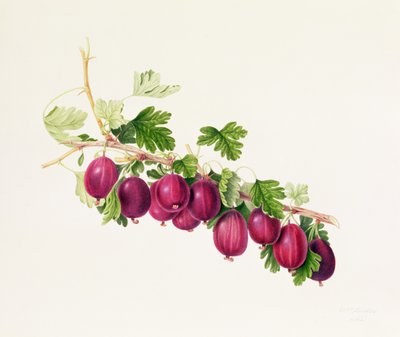 Lila Stachelbeere von William Hooker
