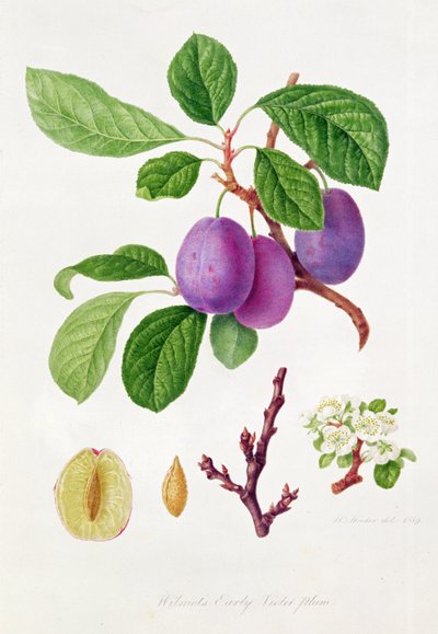 Wilmots frühe Veilchenpflaume von William Hooker
