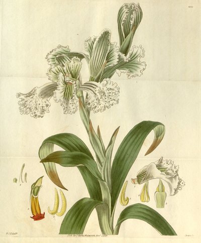 Chloraea bletioides von William Jackson Hooker