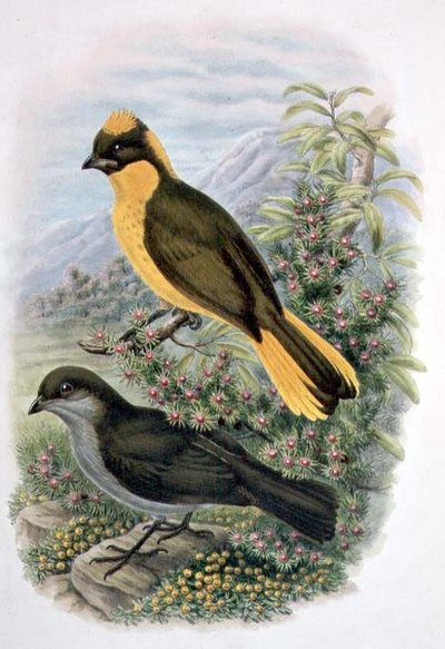 Prinodura Newtoniana, Goldener Laubenvogel (Farblithografie) von William Matthew Hart