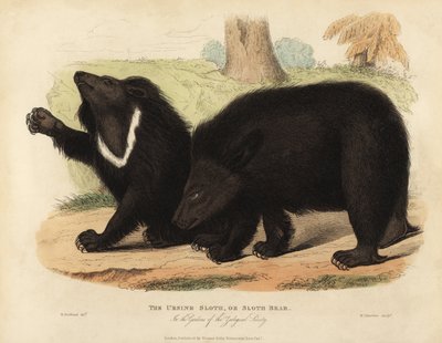 Faultierbär, Melursus ursinus. Gefährdet von William Smellie