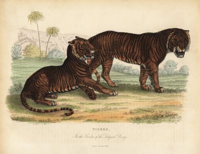 Tiger, Panthera tigris, gefährdet von William Smellie