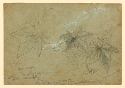 Studie von Laub von William Trost Richards