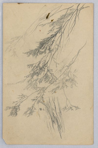 Studie von Laub von William Trost Richards