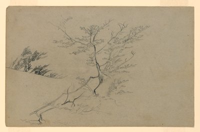 Studie von Laub von William Trost Richards