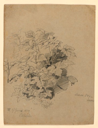 Studie von Laub von William Trost Richards