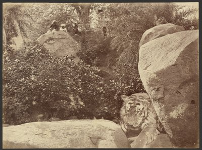 Tiger auf Felsen von Willoughby Wallace Hooper