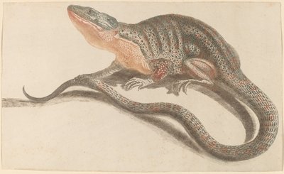 Eidechse von Workshop of Johann Teyler