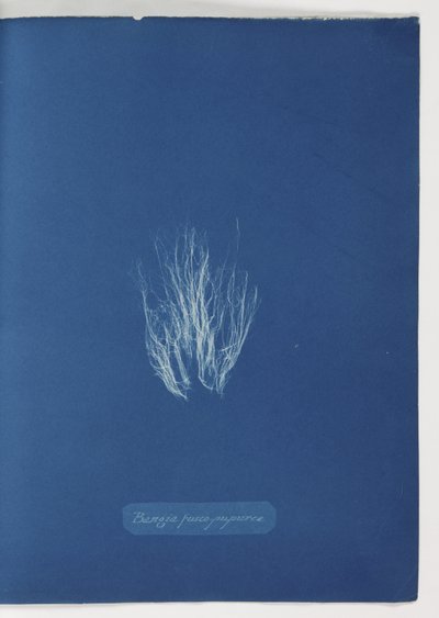 Bangia fusco-purpurea von Frederick (attr. to) Barnard