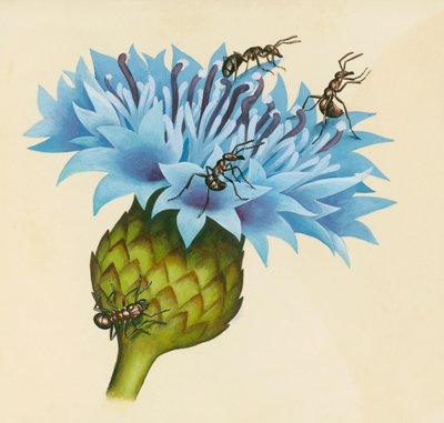 Kornblume mit aggressiven Ameisen, Zeichnung von William Walcutt