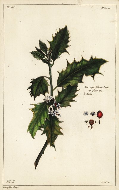 Europäische Stechpalme, Ilex aquifolium, Linn von the Younger Dupin