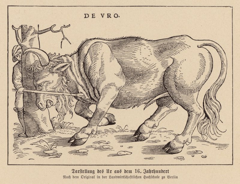 Jagende Auerochsen von (after) German School