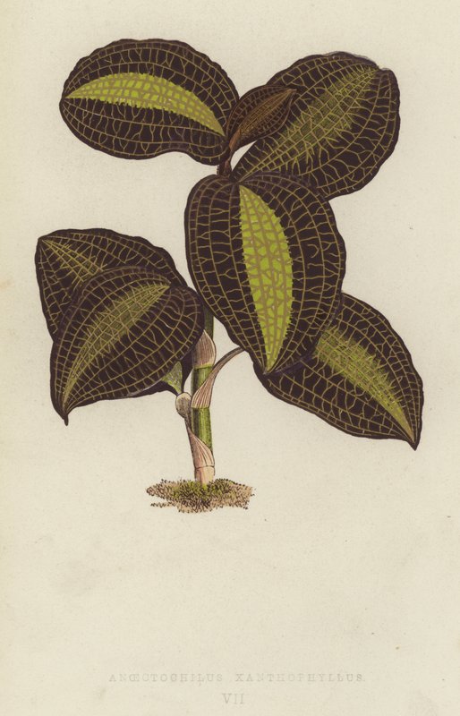 Anoectochilus Xanthophyllus von English School