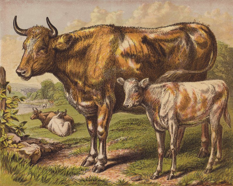 Kuh und Kalb von English School