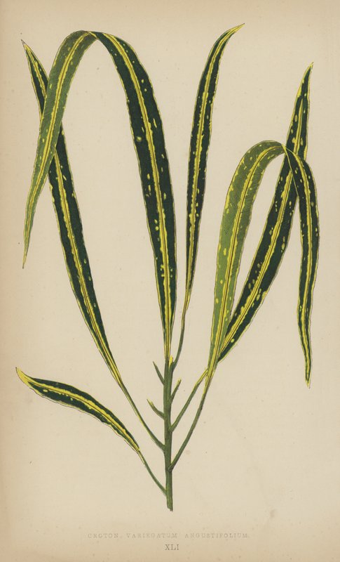 Croton Variegatum Angustifolium von English School