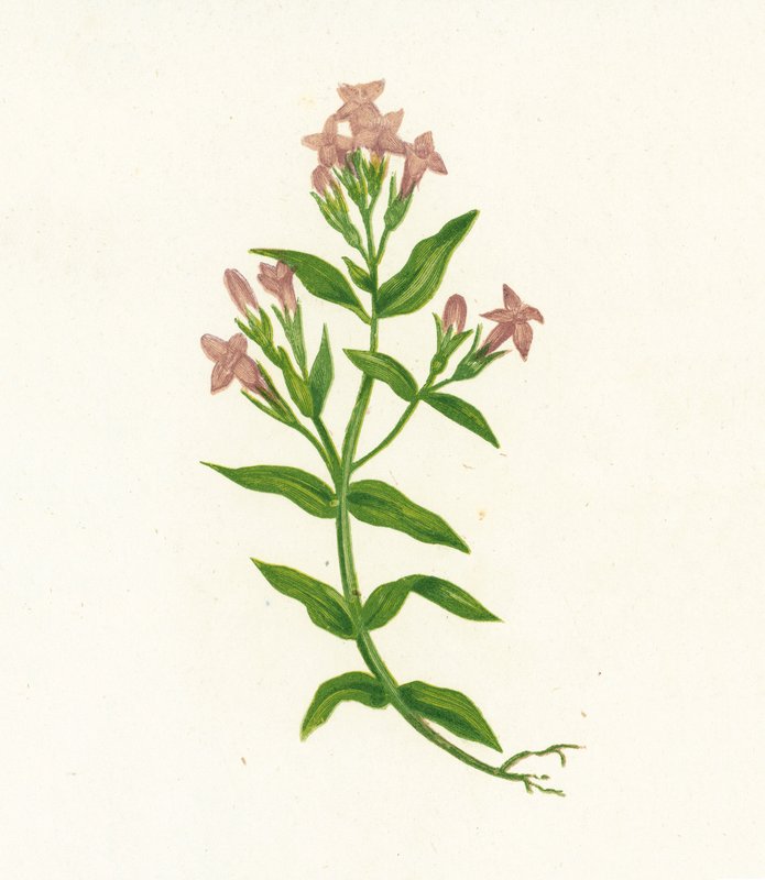 Feld-Enzian, Gentiana Campestris von English School