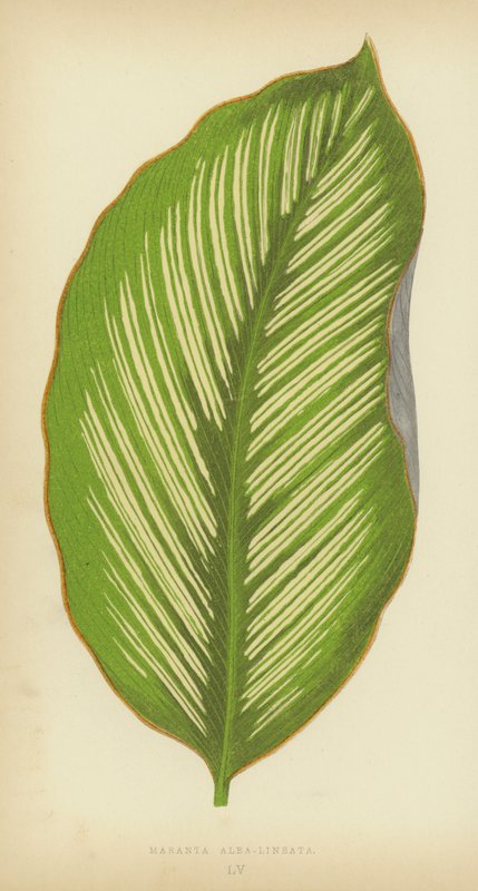 Maranta Alba-Lineata von English School