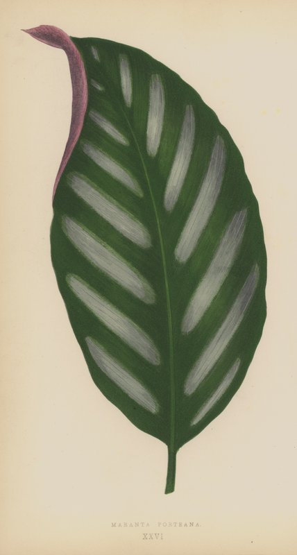 Maranta Porteana von English School