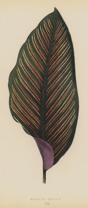 Maranta Regalis von English School