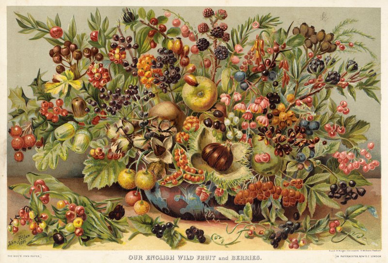 Unsere englischen Wildfrüchte und Beeren von English School