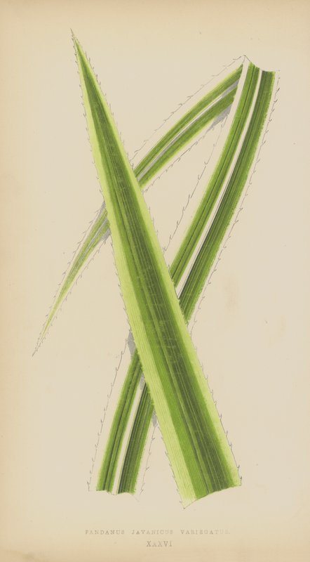 Pandanus Javanicus Variegatus von English School