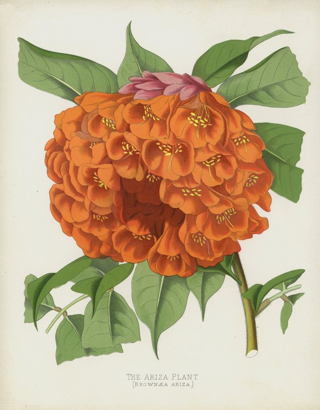 Die Ariza-Pflanze, Brownaea Ariza von English School