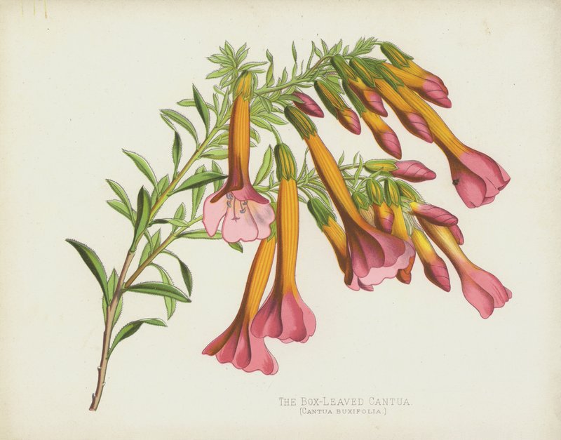 Die Buchsblättrige Cantua, Cantua Buxifolia von English School