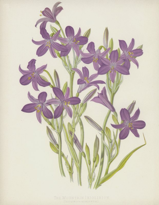 Das Berg-Ixiolirion, Ixiolirion Montanum von English School